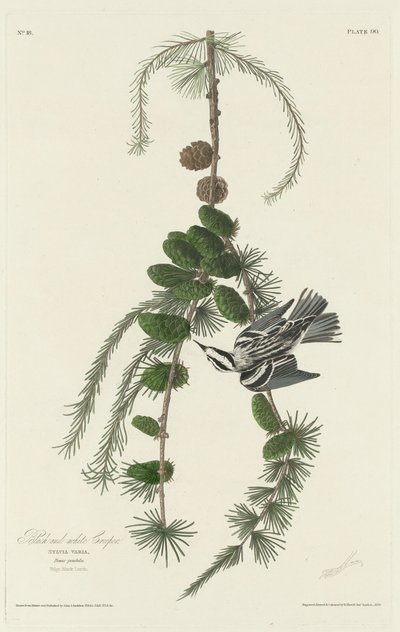 Pnącze czarno-białe, 1830. autorstwa Robert Havell