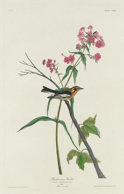 Pokrzewka czarnoburna, 1832. autorstwa Robert Havell