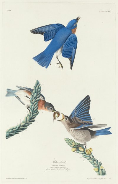 Niebieski ptak, 1831. autorstwa Robert Havell
