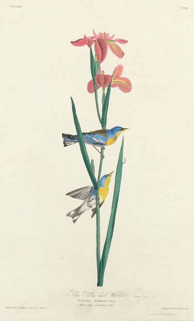 Pokrzewka niebieska żółtogrzbieta, 1827. autorstwa Robert Havell
