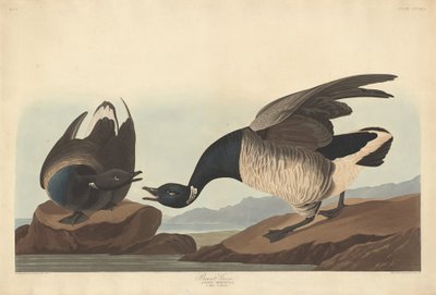Gęś Brant, 1837. autorstwa Robert Havell