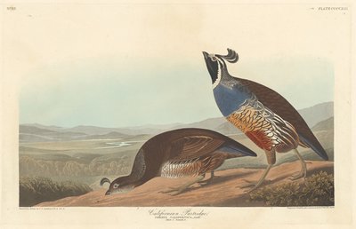 Kuropatwa kalifornijska, 1838. autorstwa Robert Havell