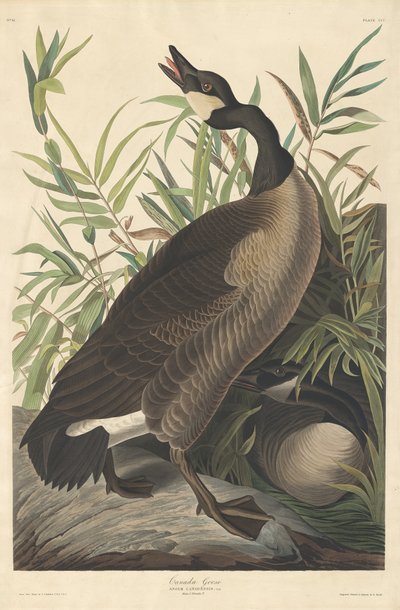 Gęś kanadyjska, 1834. autorstwa Robert Havell