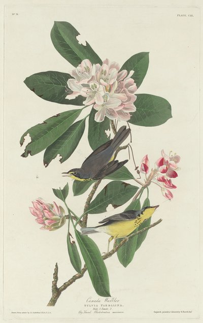 Lasówka kanadyjska, 1831. autorstwa Robert Havell