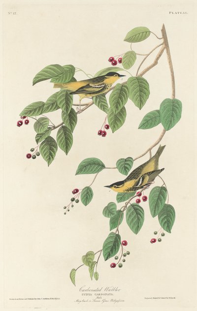 Pokrzewka gazowana, 1829. autorstwa Robert Havell
