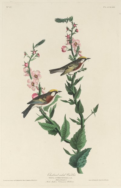 Lasówka kasztanowata, 1829. autorstwa Robert Havell