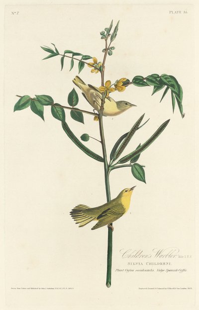 Pokrzewka dziecięca, 1828. autorstwa Robert Havell