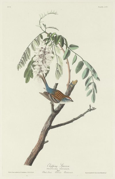 Wróbel, 1831. autorstwa Robert Havell