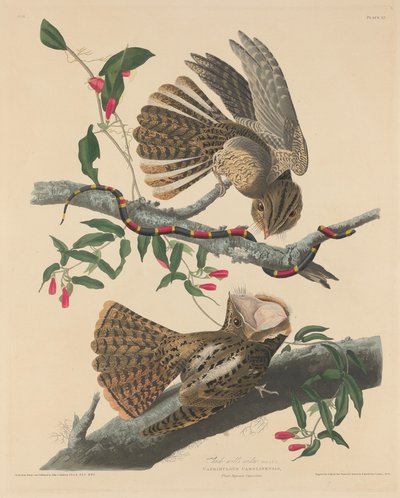Wdowa Chucka Willa, 1829. autorstwa Robert Havell