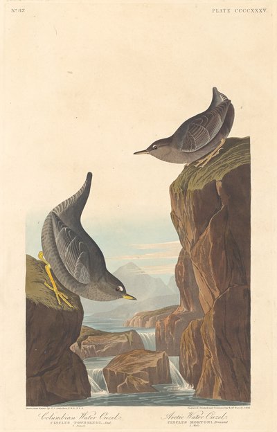 Columbian Water Ouzel i Arctic Water Ouzel, 1838. autorstwa Robert Havell