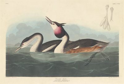 Perkoz czubaty, 1836. autorstwa Robert Havell