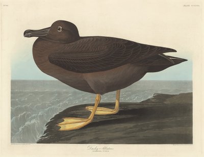 Ciemny Albatros, 1838. autorstwa Robert Havell