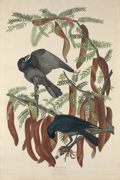 Ryba wrona, 1832. autorstwa Robert Havell