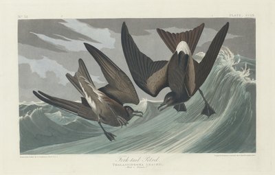 Petrel z widłami, 1835. autorstwa Robert Havell