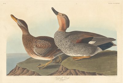 Kaczka krakwa, 1836. autorstwa Robert Havell