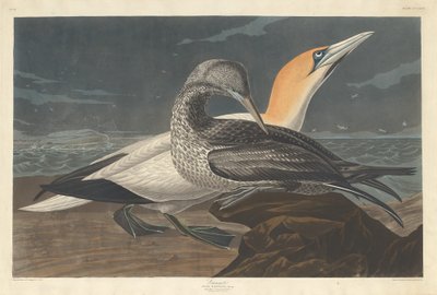 Głuptak, 1836. autorstwa Robert Havell