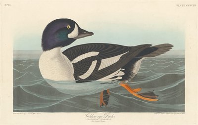Kaczka Złotooka, 1838. autorstwa Robert Havell