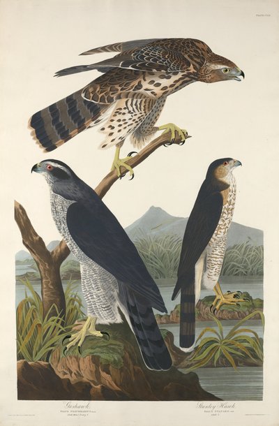Goshawk i Stanley Hawk, 1832. autorstwa Robert Havell