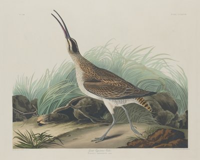 Eskimosi Wielki Kulik, 1835. autorstwa Robert Havell