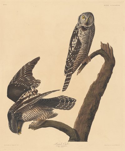 Jastrzębia Sowa, 1837. autorstwa Robert Havell