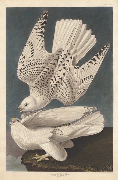 Islandia lub Jer Falcon, 1837. autorstwa Robert Havell