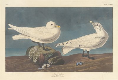 Mewa z kości słoniowej, 1836. autorstwa Robert Havell