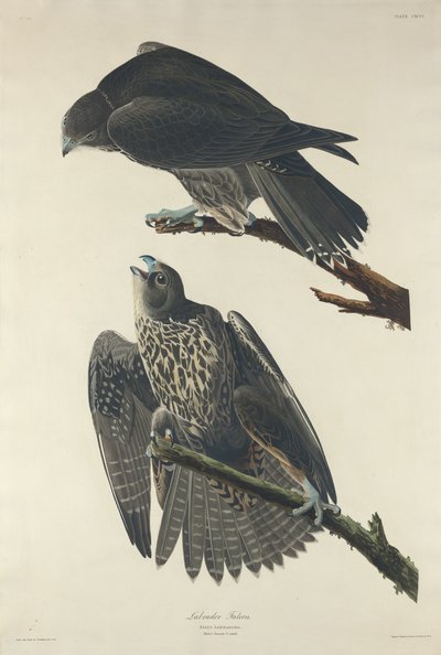 Labrador Sokół, 1834. autorstwa Robert Havell