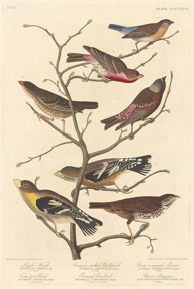 Lazuli Finch, 1838. autorstwa Robert Havell