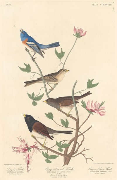 Lazuli Finch, Finch w kolorze gliny i Oregon Snow Finch, 1837. autorstwa Robert Havell