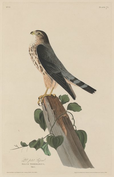 Mały kapral, 1829. autorstwa Robert Havell