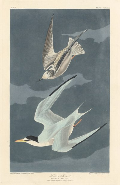 Rybitwa mała, 1836 r. autorstwa Robert Havell