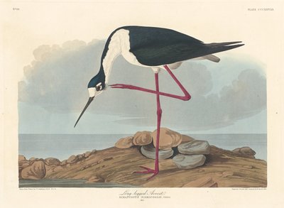 Szabla długonoga, 1836. autorstwa Robert Havell