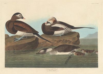 Długa kaczka, 1836. autorstwa Robert Havell