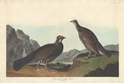 Długoogoniasty lub Dusky Grous, 1837. autorstwa Robert Havell