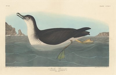 Burzyk Manksa, 1836. autorstwa Robert Havell