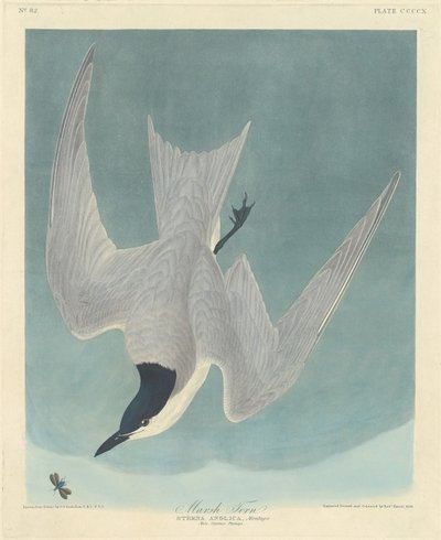 Rybitwa bagienna, 1838. autorstwa Robert Havell