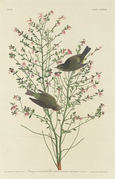 Pokrzewka pomarańczowo-koronkowa, 1833. autorstwa Robert Havell