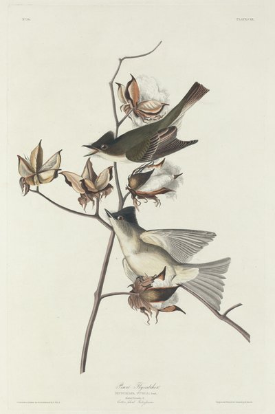 Muchołówka Pewit, 1831. autorstwa Robert Havell