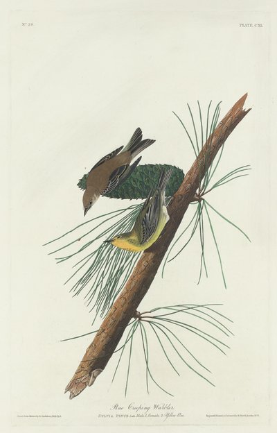 Pokrzewka pełzająca, 1832. autorstwa Robert Havell