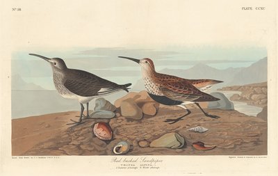 Sandpiper czerwonogrzbiety, 1836. autorstwa Robert Havell