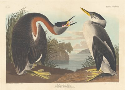 Perkoz rdzawoszyi, 1836. autorstwa Robert Havell