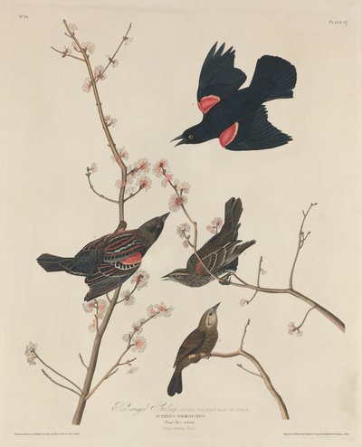 Szpak czerwonoskrzydły, 1829. autorstwa Robert Havell
