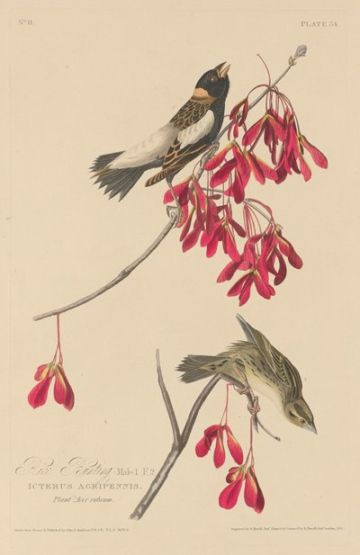 Bunting ryżu, 1829. autorstwa Robert Havell