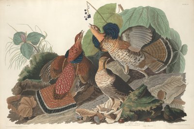 Cietrzew garbaty, 1828. autorstwa Robert Havell