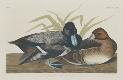 Ogorzałek, 1834. autorstwa Robert Havell