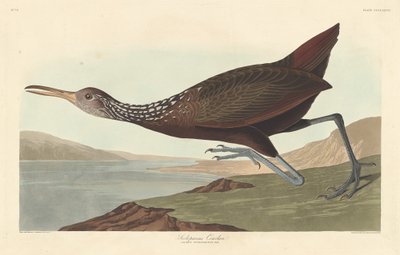Scolopaceus Courlan, 1837. autorstwa Robert Havell