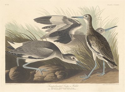 Półpalmowany bekas lub Willet, 1835. autorstwa Robert Havell