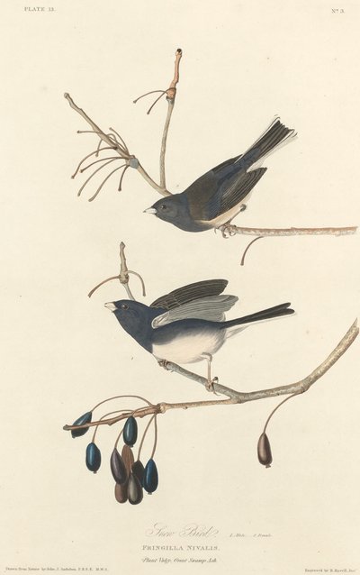 Śnieżny ptak, 1827. autorstwa Robert Havell