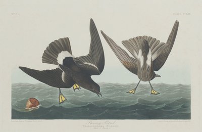 Stormy Petrel, 1835. autorstwa Robert Havell