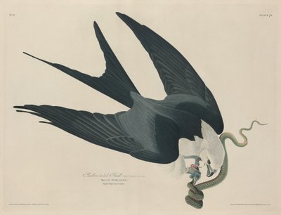 Jastrząb jaskółczy ogon, 1829. autorstwa Robert Havell